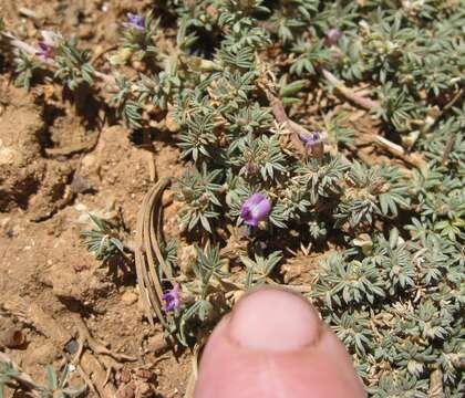 Image of spiny milkvetch