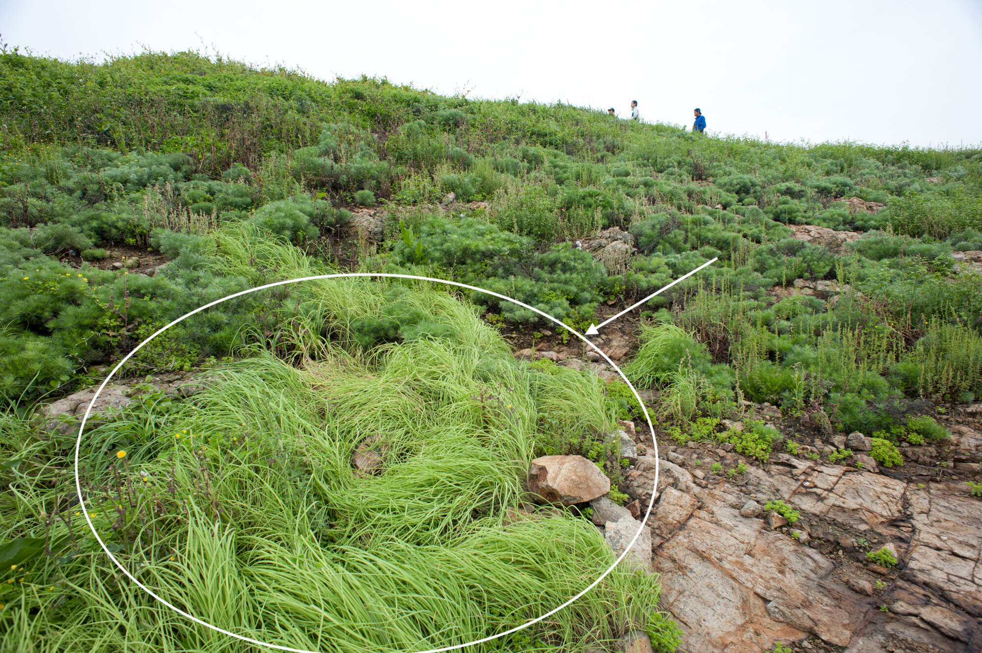 Image of Allium macrostemon Bunge