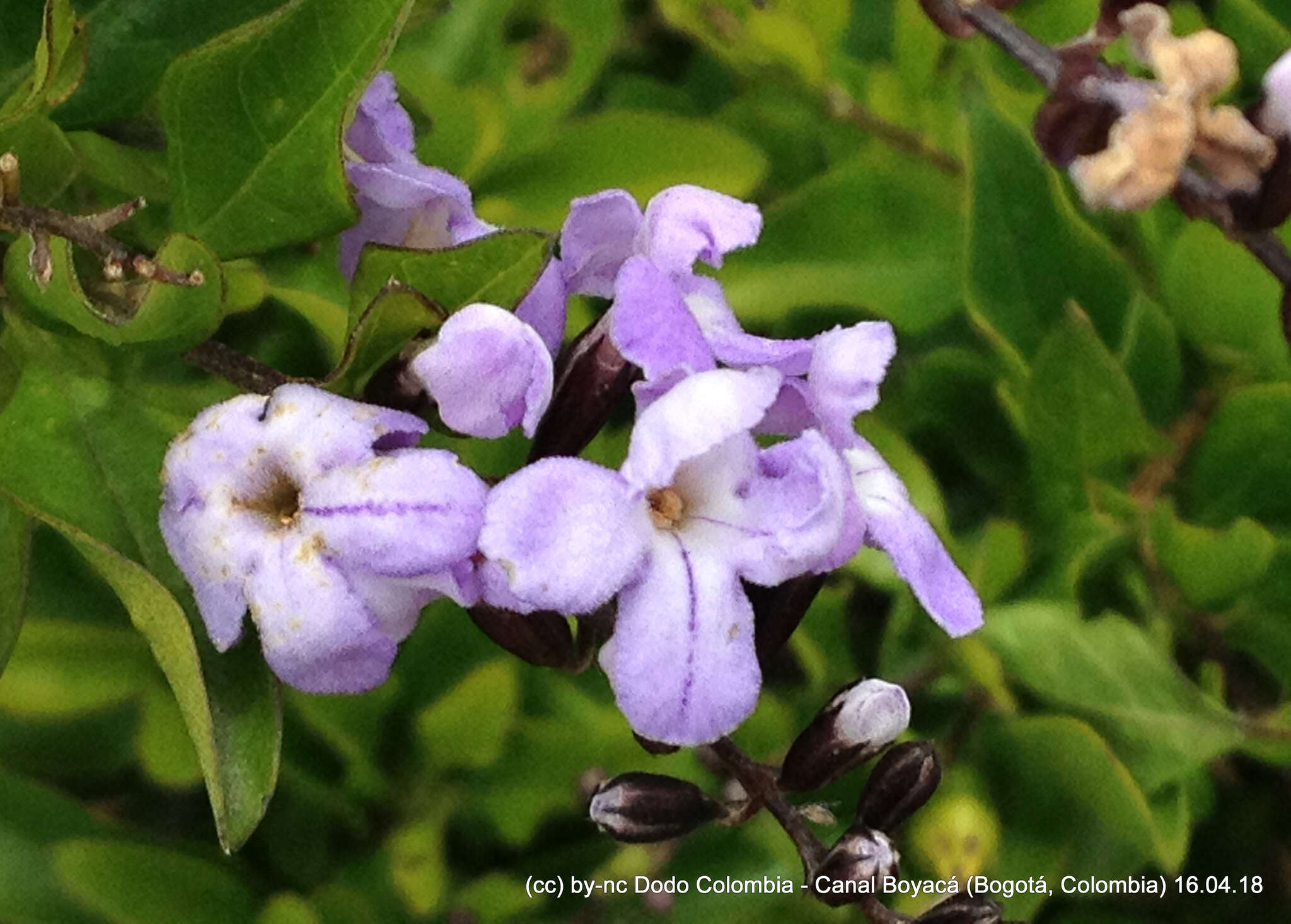 Duranta erecta L. resmi