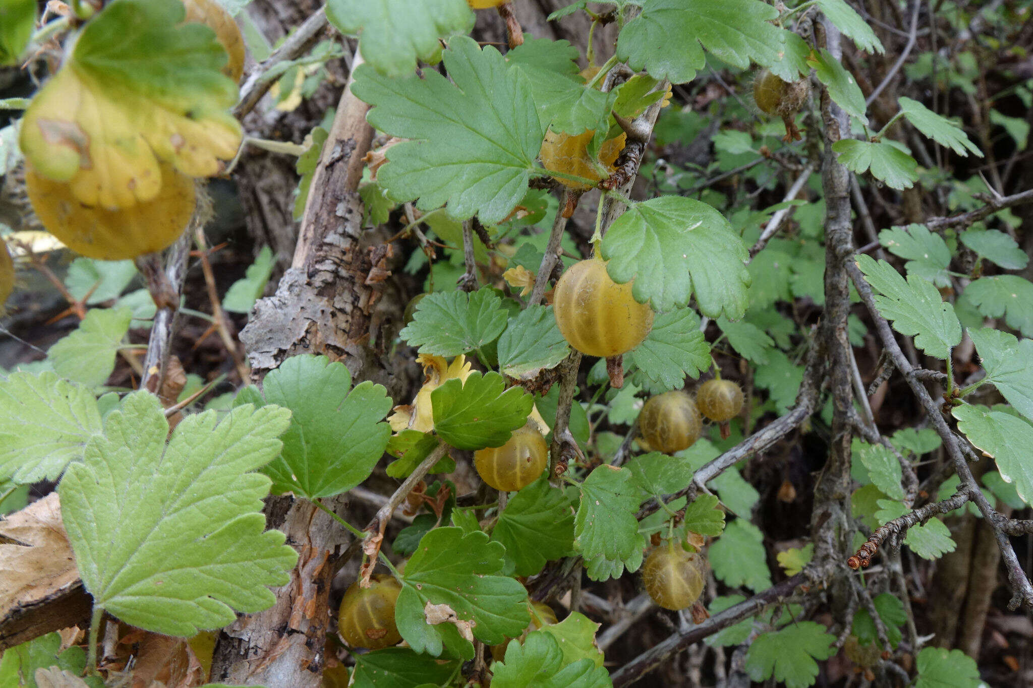 Imagem de Ribes uva-crispa L.