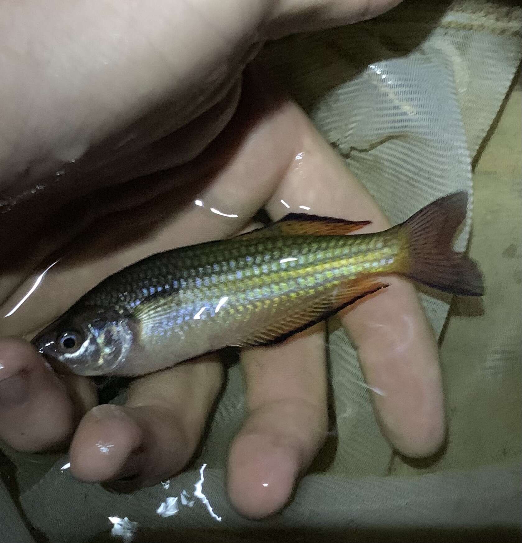 Image of Crimson-spotted rainbowfish