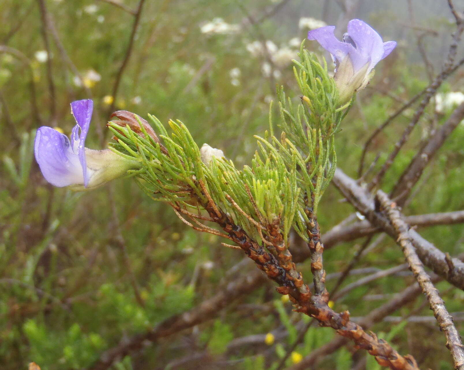 Image of Psoralea speciosa Eckl. & Zeyh.