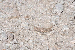 Image of Shasta Grasshopper