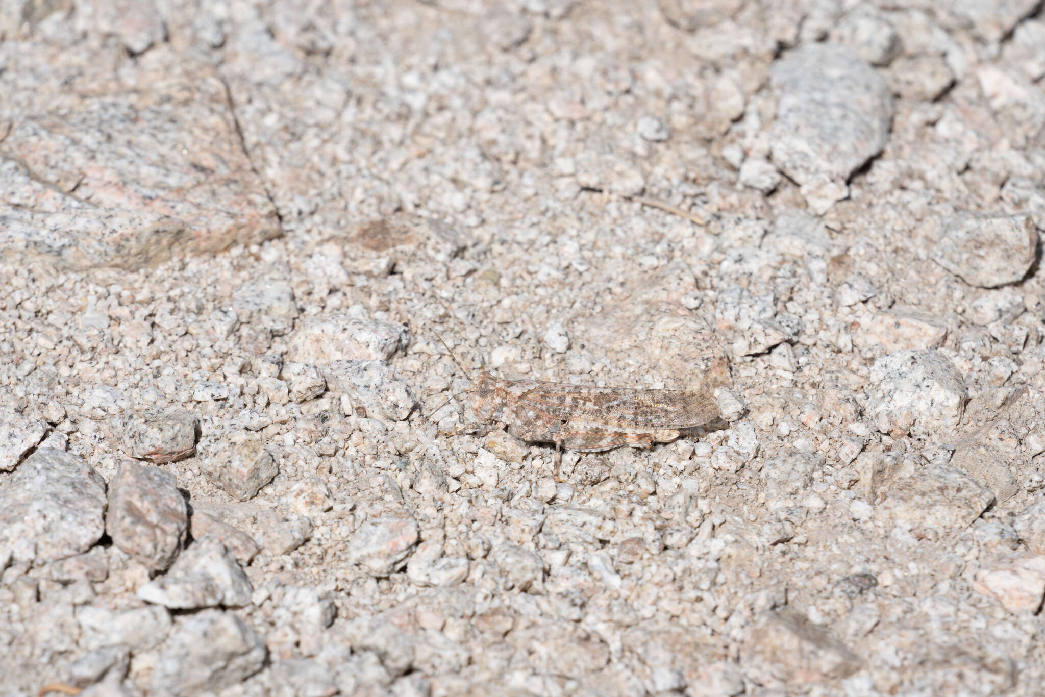 Image of Shasta Grasshopper