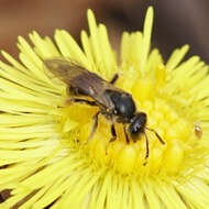 Слика од Lasioglossum quebecense (Crawford 1907)