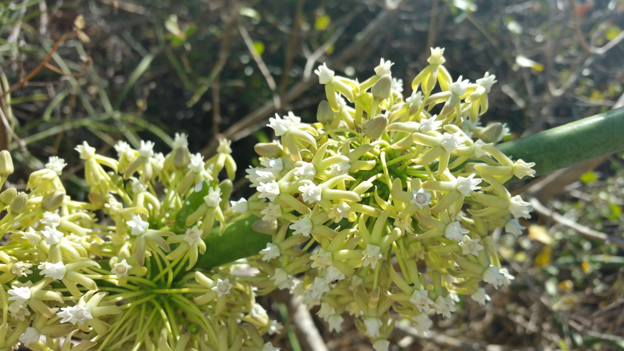 Image of Cynanchum floriferum Liede & Meve