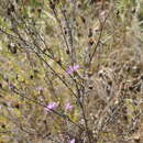 صورة Centaurea paniculata subsp. paniculata