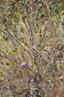 Слика од Centaurea paniculata subsp. paniculata