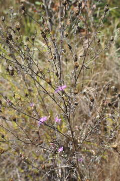 Слика од Centaurea paniculata subsp. paniculata