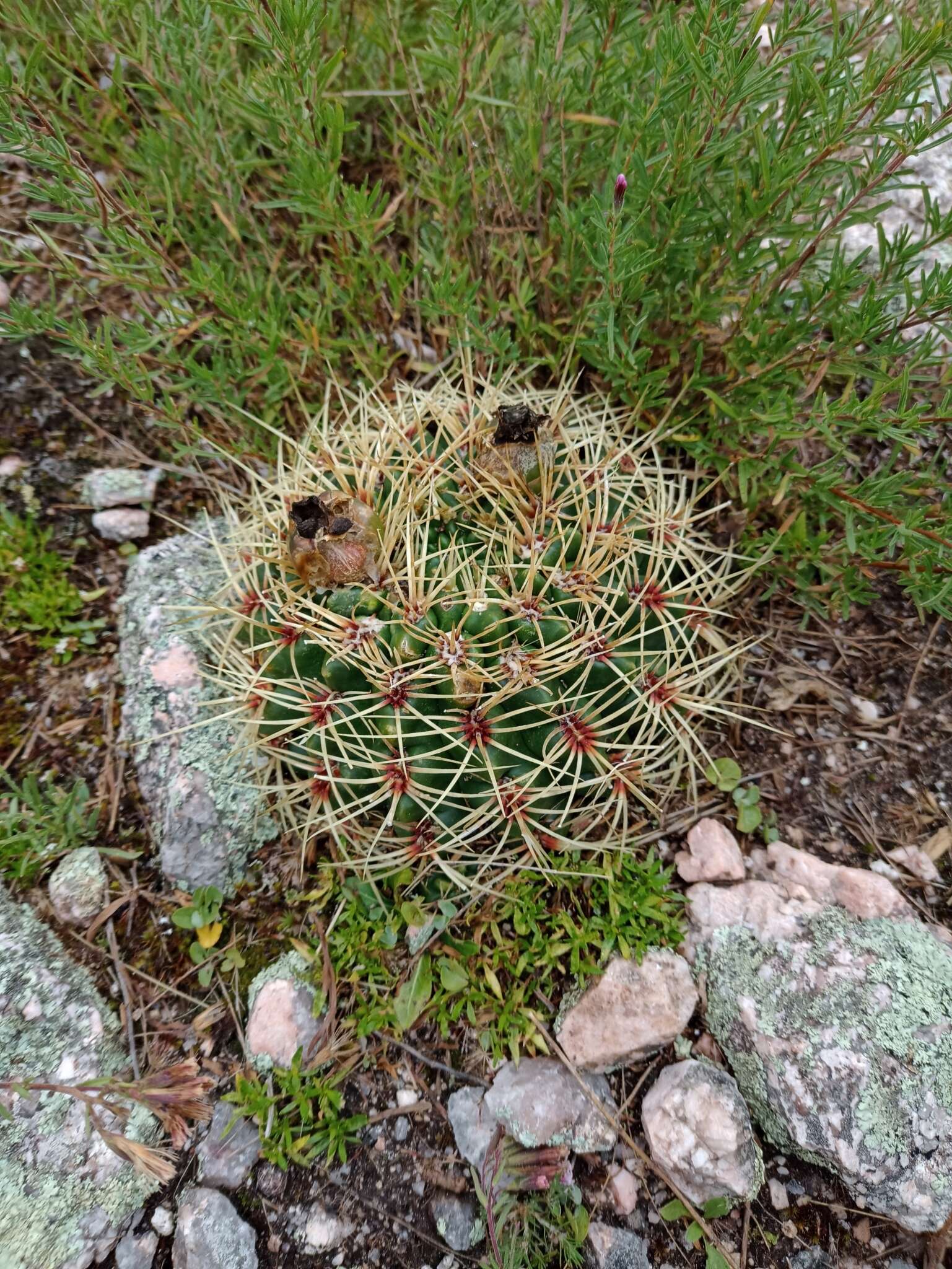 Image of Gymnocalycium monvillei subsp. monvillei