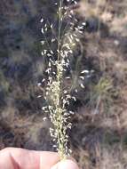 Image of pine dropseed