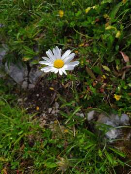 Image of Saw-leaved Moon-daisy