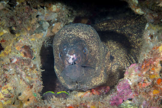 Image of Yellow edged moray