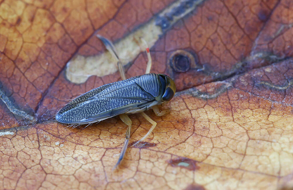 Image of Callicorixa praeusta (Fieber 1848)