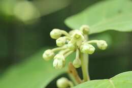 Image of Marsdenia tomentosa Morren & Decne.