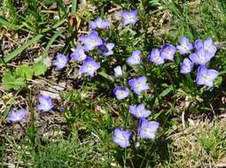 Image of Veronica subtilis B. G. Briggs & Ehrend.