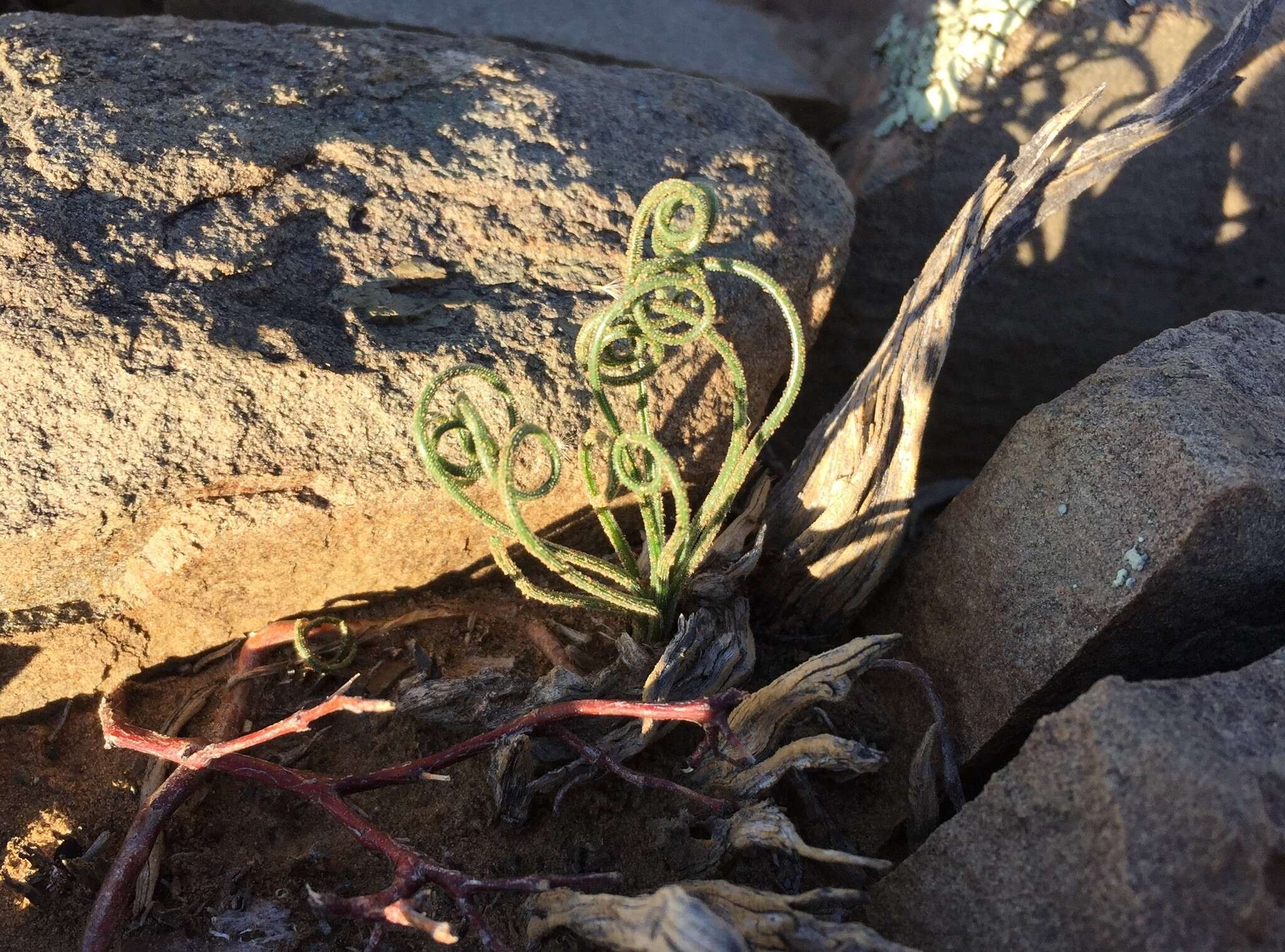 Imagem de Albuca viscosa L. fil.