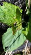 Image of Figwort weevil