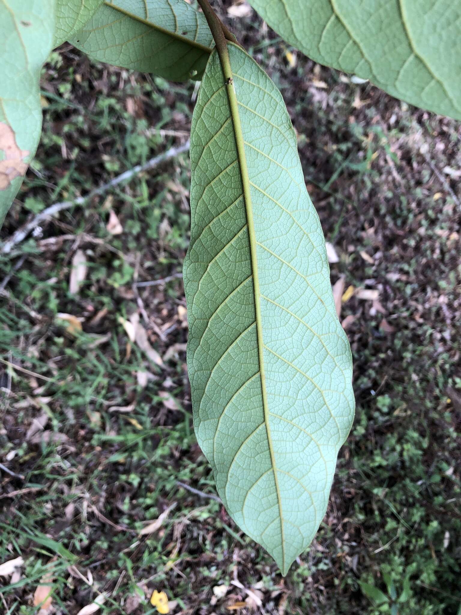 Image of Cryptocarya obovata R. Br.