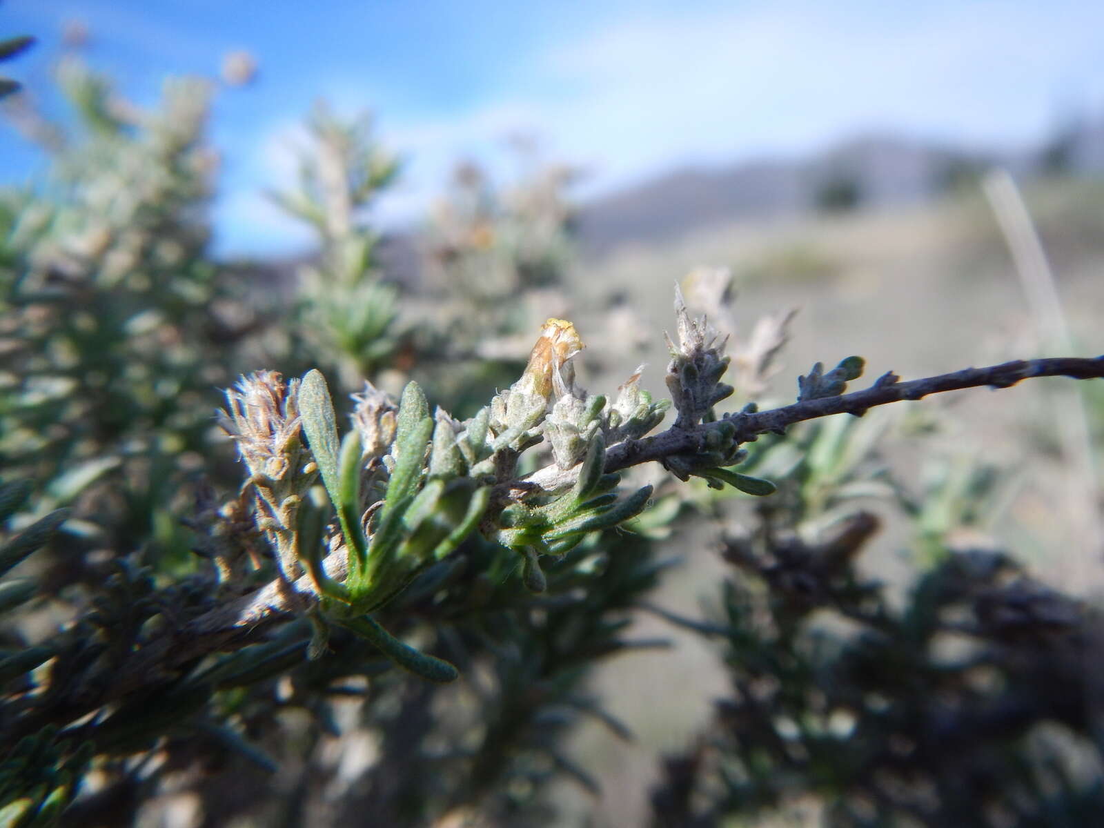 Image of <i>Helichrysum <i>asperum</i></i> var. asperum