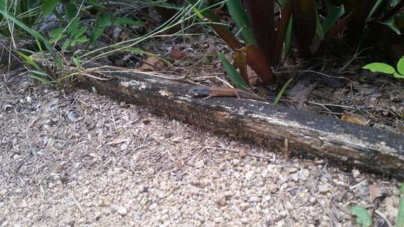 Image of Open-litter Rainbow-skink