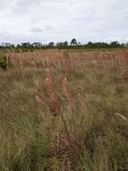 Imagem de Andropogon cretaceus