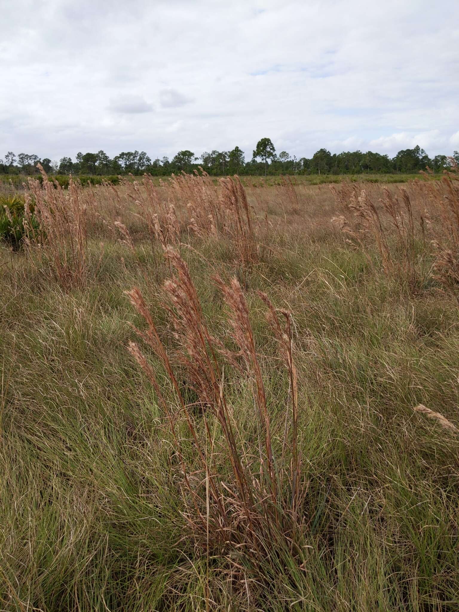 Imagem de Andropogon cretaceus