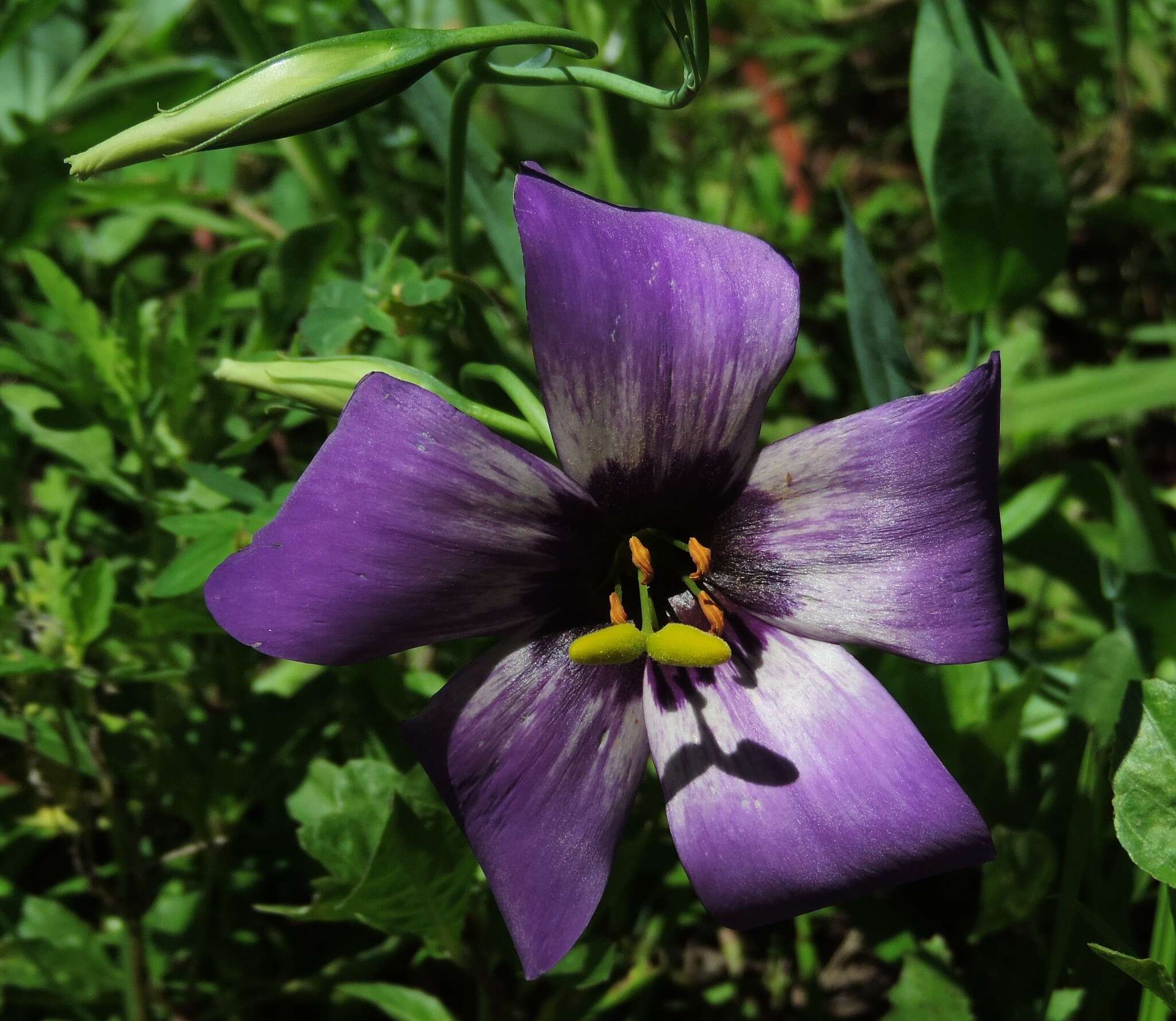 صورة Eustoma exaltatum subsp. russellianum (Hook.) Kartesz