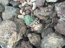 Image of Mt. Lassen draba