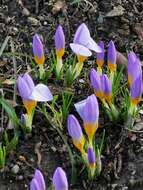 Crocus atticus (Boiss. & Orph.) Orph. resmi