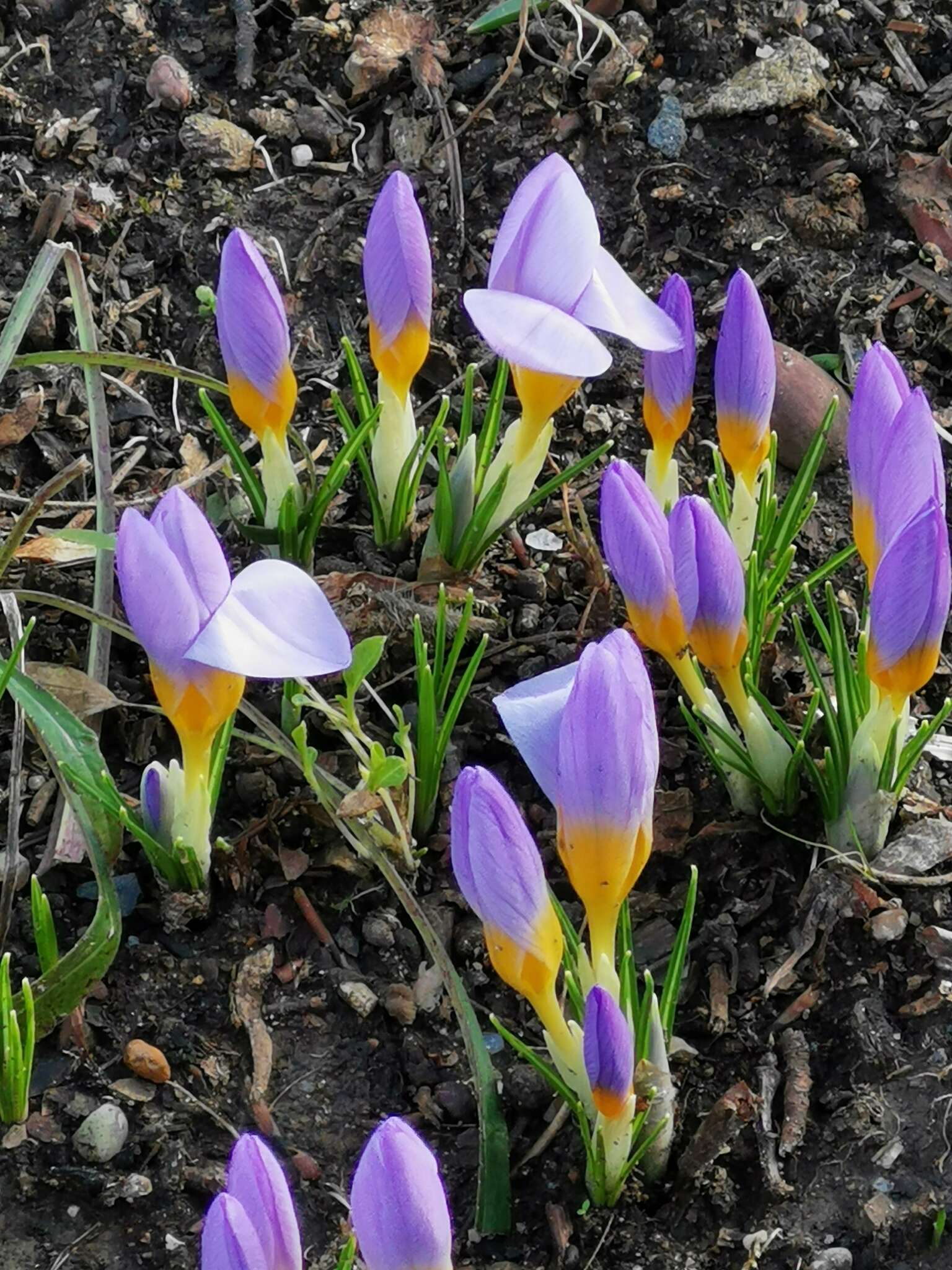 Crocus atticus (Boiss. & Orph.) Orph. resmi