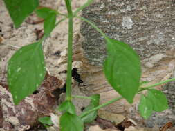 Image of Pristaulacus fasciatus (Say 1829)