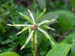 Image de Gonolobus cteniophorus (Blake) R. E. Woodson