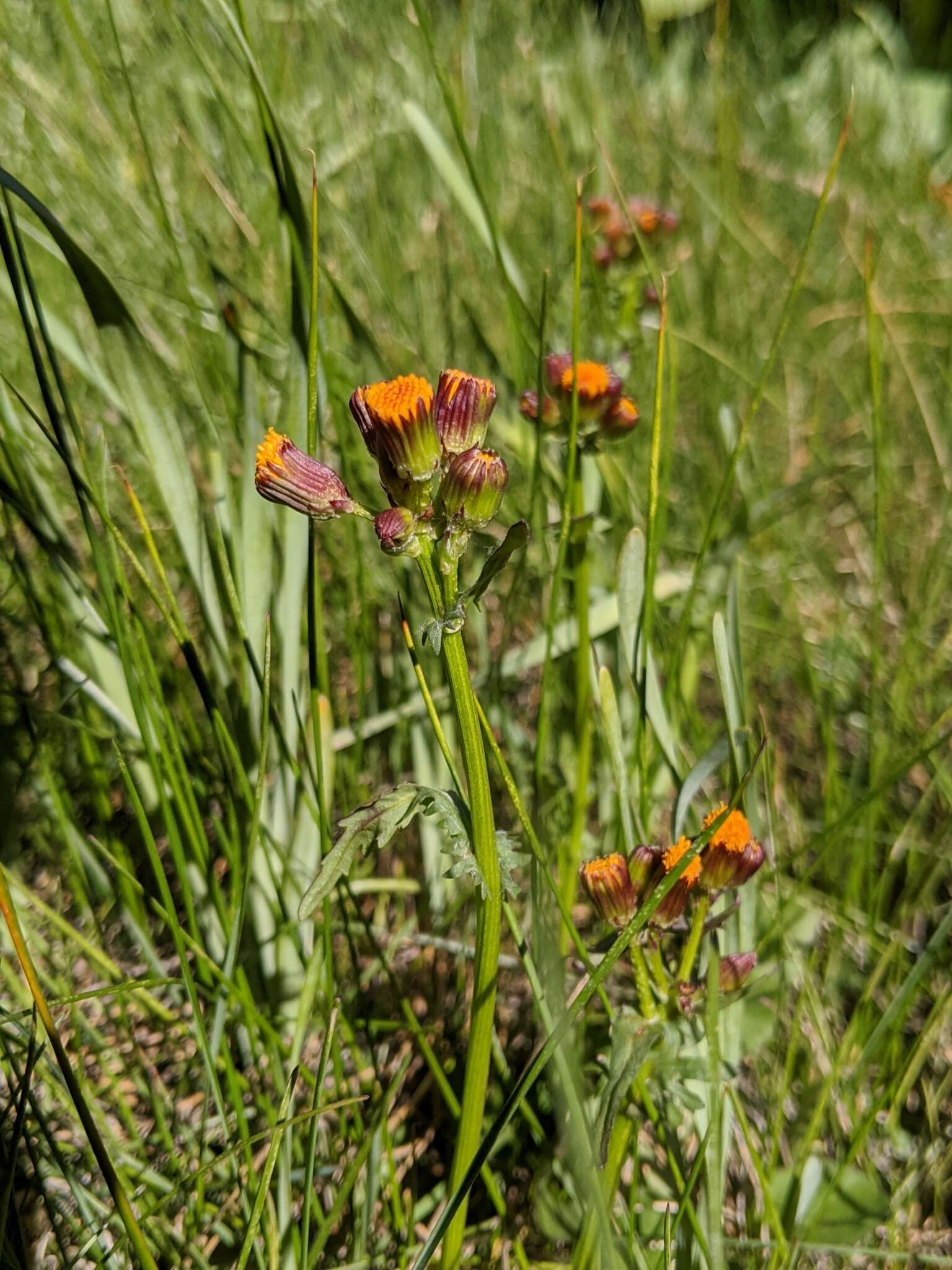 Image of Rayless Alpine Groundsel