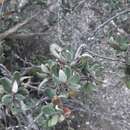 Image of Cercocarpus rzedowskii J. Henrickson