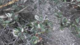 Cercocarpus rzedowskii J. Henrickson的圖片