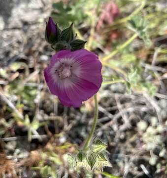 Image of fringed checkerbloom