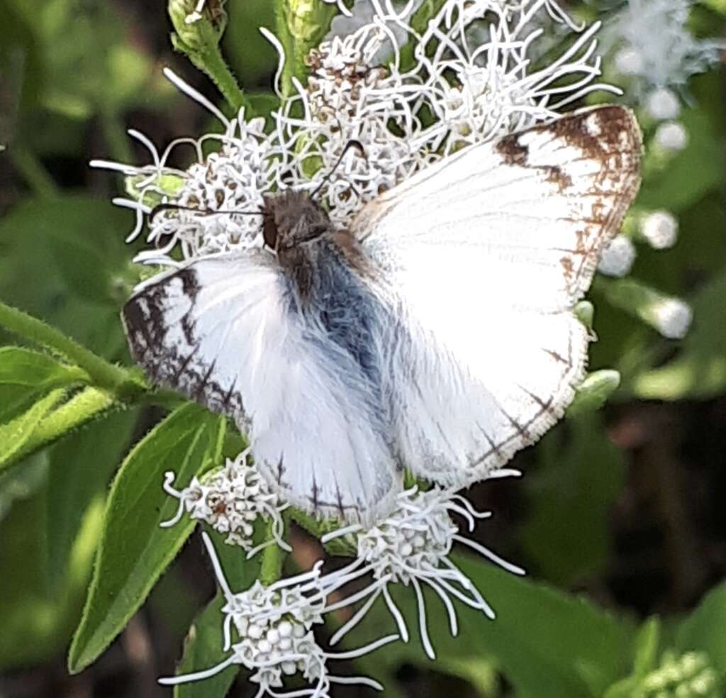 Imagem de Heliopetes laviana laviana