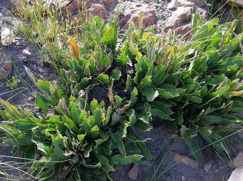 Image of harts-tongue-fern sugarbush