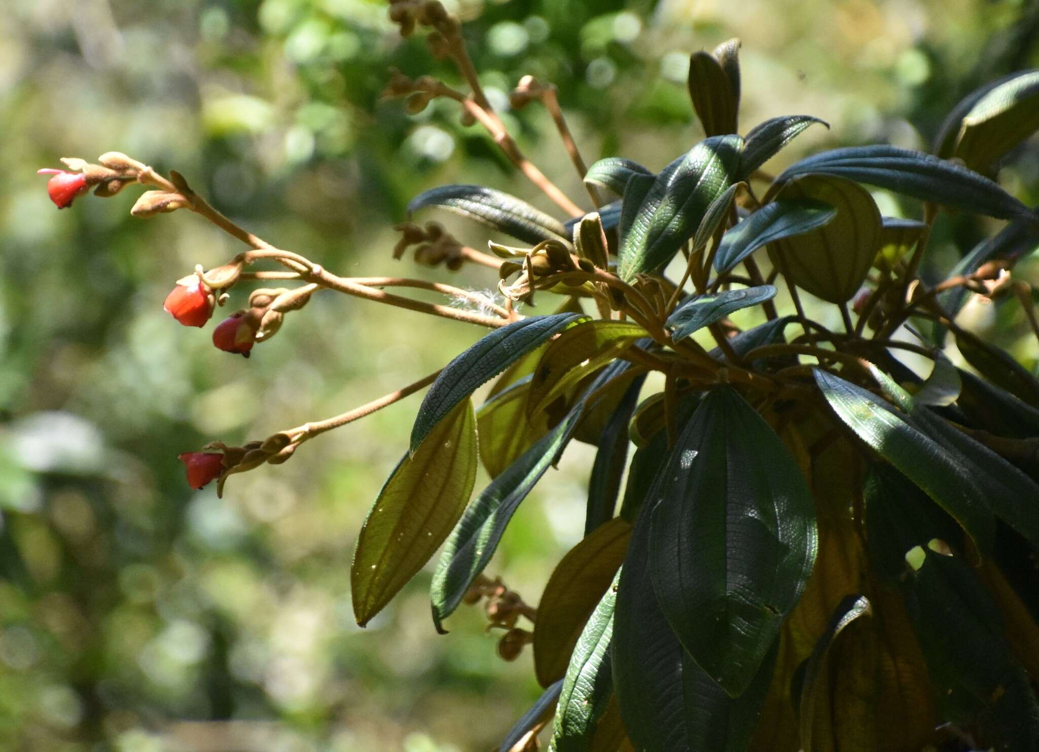 Meriania tomentosa (Cogn.) J. J. Wurdack resmi