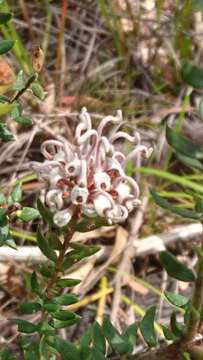 Image of Grevillea buxifolia (Sm.) R. Br.