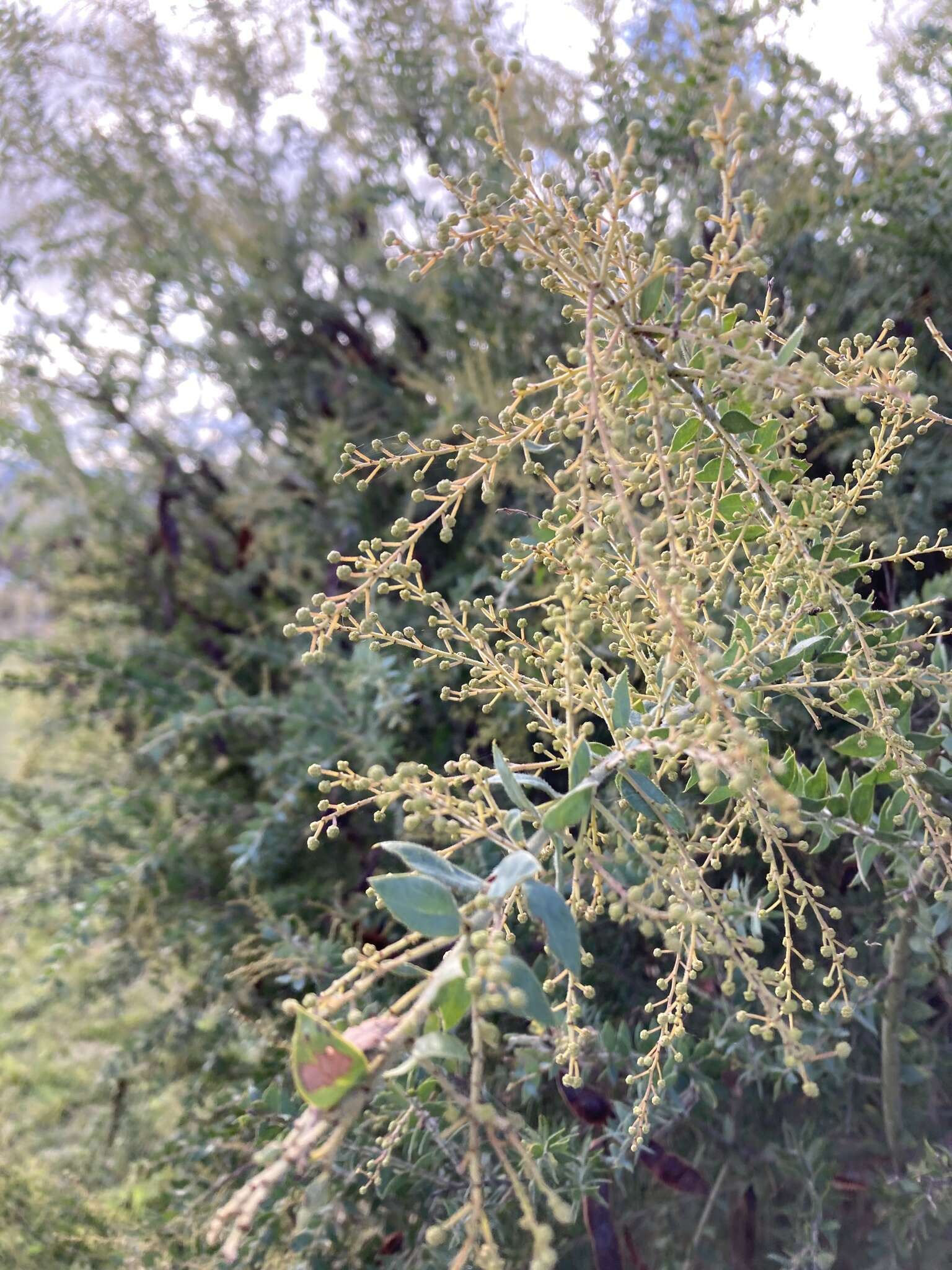 Image of Acacia vestita Ker Gawl.