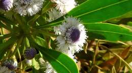 Image of Globularia amygdalifolia Webb