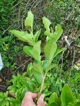 Image of Canthium suberosum Codd