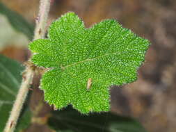 Слика од Rubus alceifolius Poir.