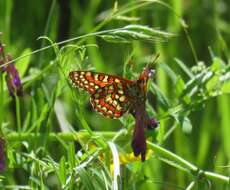 Imagem de Euphydryas editha rubicunda (Hy. Edwards 1881)