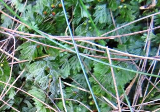 Image of Tunbridge filmy fern