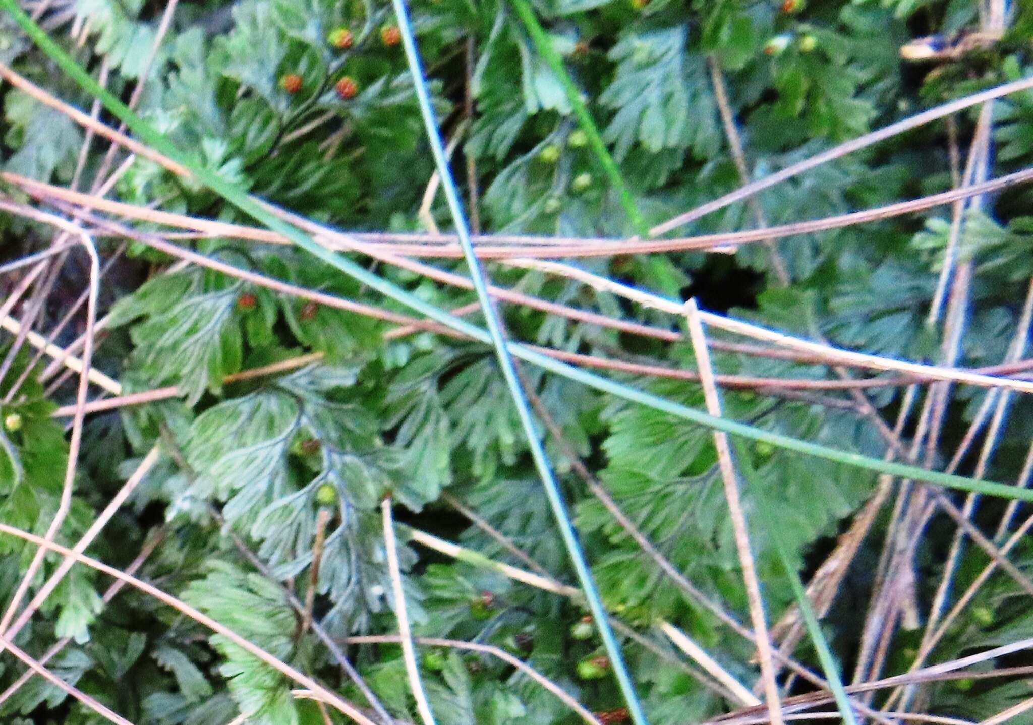 Plancia ëd Hymenophyllum tunbrigense (L.) Sm.