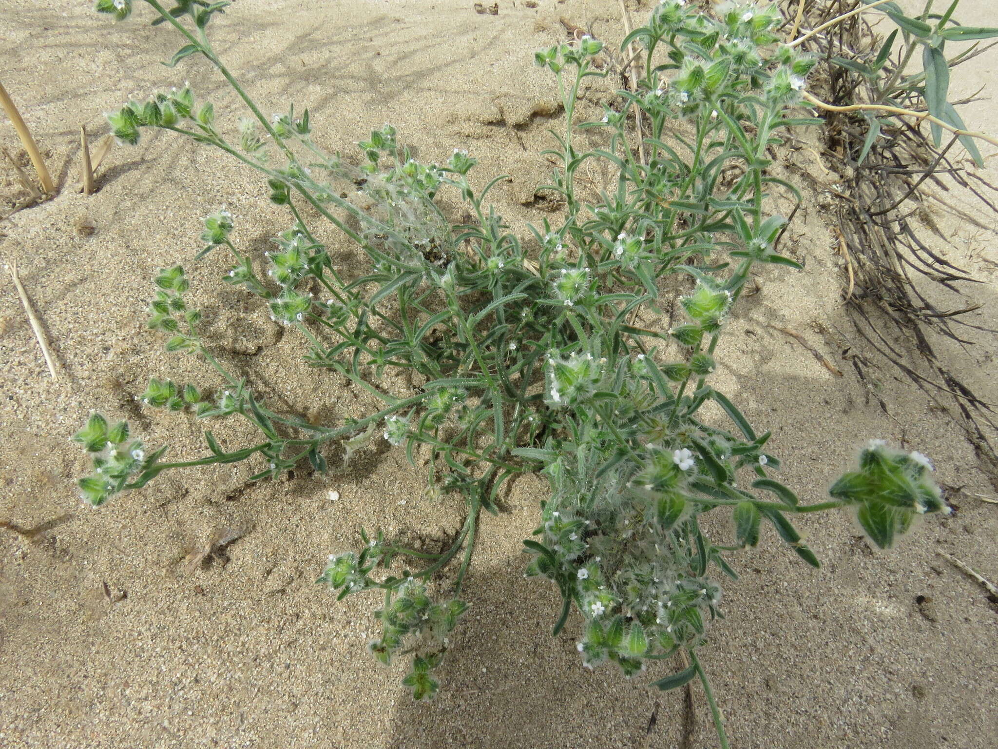 Plancia ëd Cryptantha pterocarya (Torr.) Greene