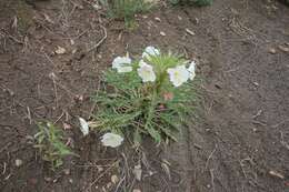 Plancia ëd Oenothera harringtonii W. L. Wagner, R. Stockhouse & W. M. Klein